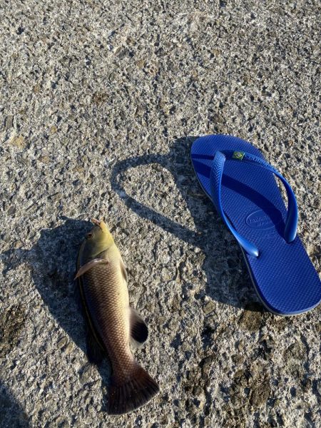 キス狙いが、結果コブダイ