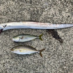 太刀魚を探しに