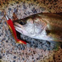 激シブの中なんとか1本