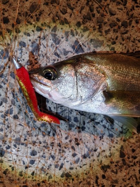 激シブの中なんとか1本