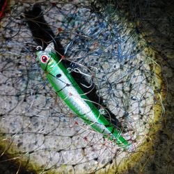 なんとかシーバス50cm