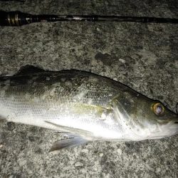 夜釣りでシーバス