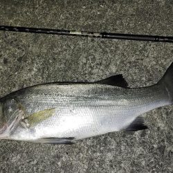 夜のシーバス釣り