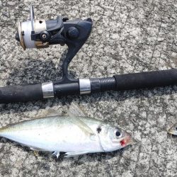 鮫退治したらデカ鯵入れ食い