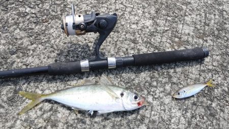 鮫退治したらデカ鯵入れ食い