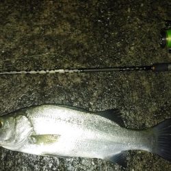 夕まずめのヒラメと夜釣りのシーバス