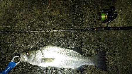 夕まずめのヒラメと夜釣りのシーバス