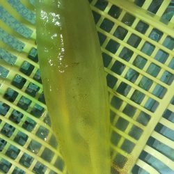 シロイカ好調続く