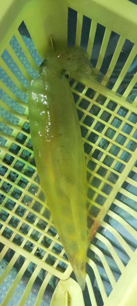 シロイカ好調続く