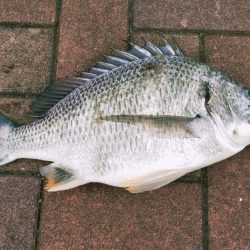 大潮明けたら食ってきた。