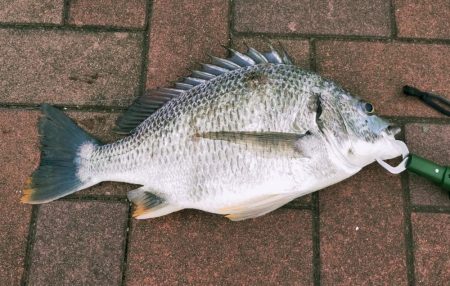 大潮明けたら食ってきた。