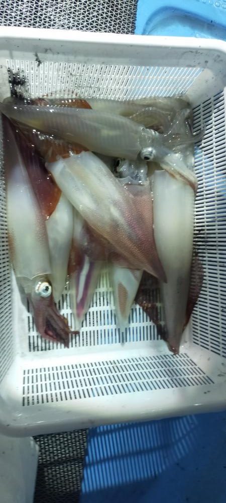 シロイカ好調続く