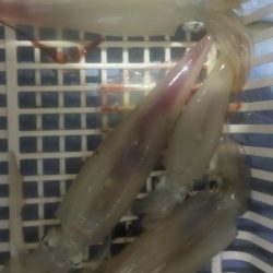 シロイカぼちぼち