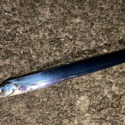 大サバ、夏タチ