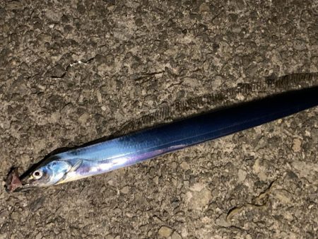 大サバ、夏タチ