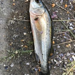 ｾｲｺﾞ釣り～夏の陣～