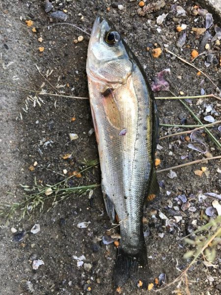 ｾｲｺﾞ釣り～夏の陣～