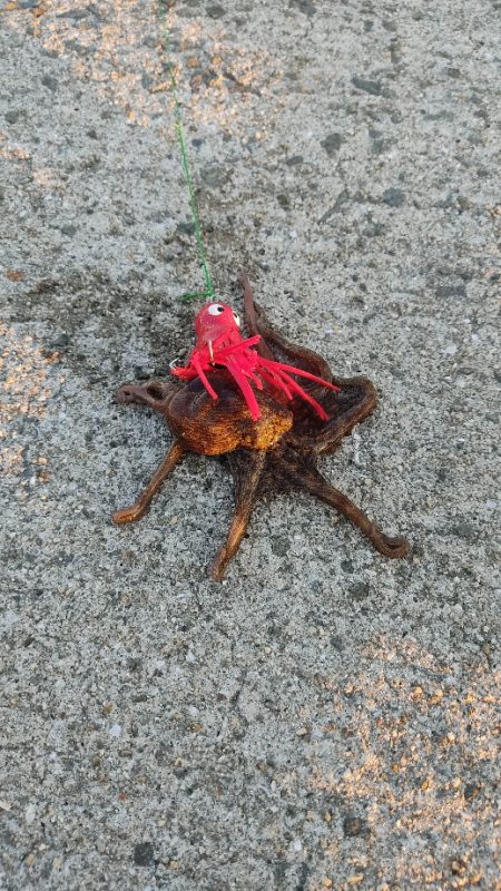 タコ釣り