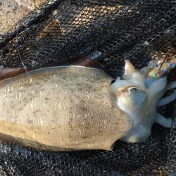 昨日のリベンジ