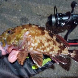 2022/07/02 南港ライトゲーム釣行