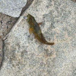 アナハゼを狙うと~