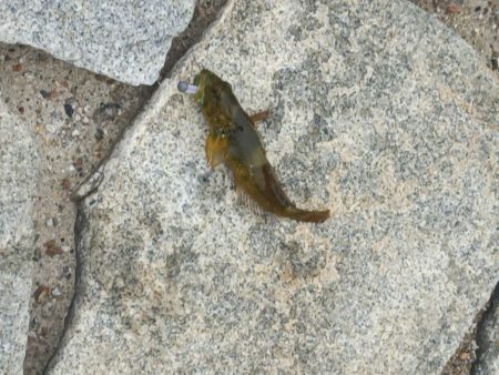 アナハゼを狙うと~