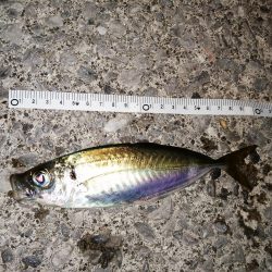 今日もアジ釣り