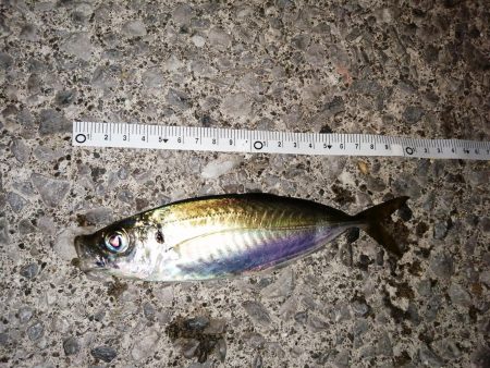 今日もアジ釣り