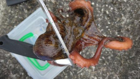 早朝タコ釣り