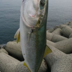 ハマチ回遊あり!