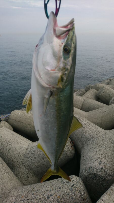 ハマチ回遊あり!