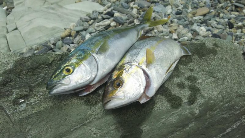 シオ時々ツバスおまけでソゲ