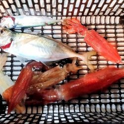 イカメタル&バチコン