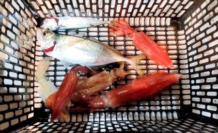 イカメタル＆バチコン