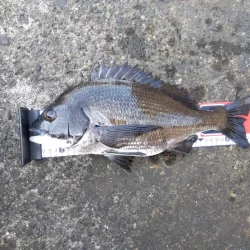 旬の魚釣りしてきました