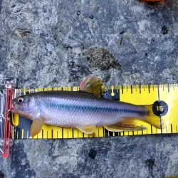 チャビングで腹パン含め、つ抜け！