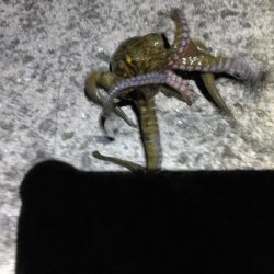 タコジグ　ツ抜け