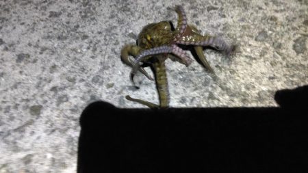 タコジグ　ツ抜け