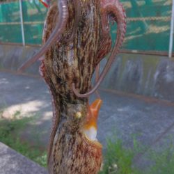 タコジグ リベンジ