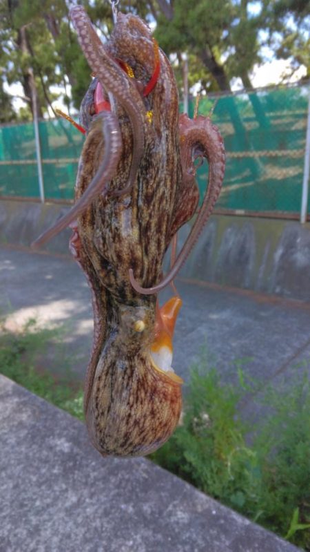 タコジグ リベンジ