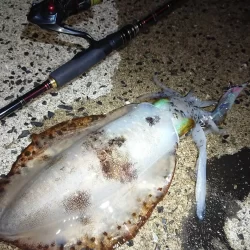 対馬エギング釣果