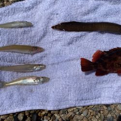 ちょい投げでキス、穴釣りでギンポとカサゴを釣る!!