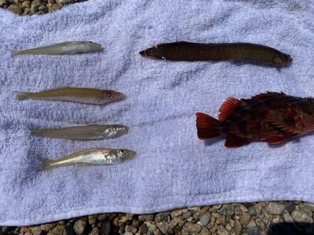 ちょい投げでキス、穴釣りでギンポとカサゴを…