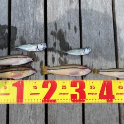 翼港で五目釣り！！