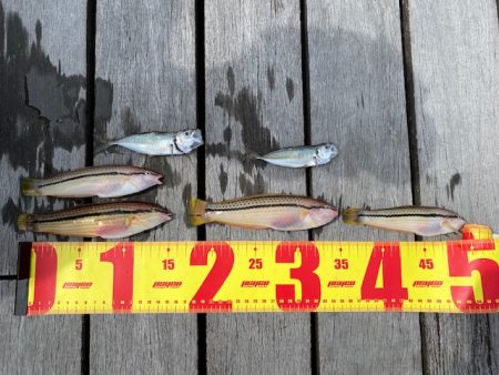 翼港で五目釣り！！