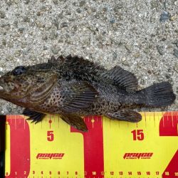 穴釣りでソイの自己記録！！