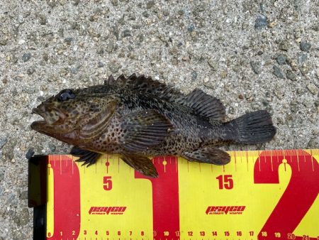 穴釣りでソイの自己記録！！