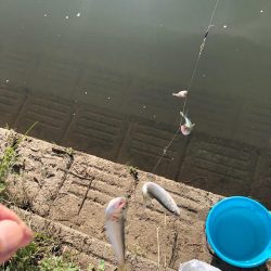 宇曽川コアユ早朝２時間で180匹