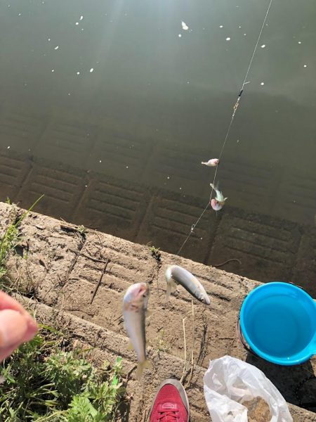 宇曽川コアユ早朝２時間で180匹