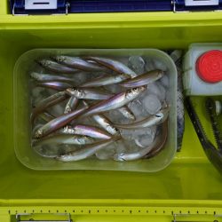 晴れ間のキス釣り　ピンギスばかり